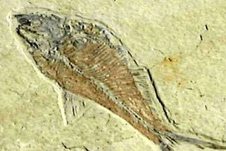 U Njemačkoj pronađen fosil ribe star 150 miliona godina