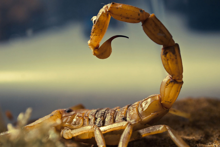 Otrov škorpije najskuplja tečnost na svijetu
