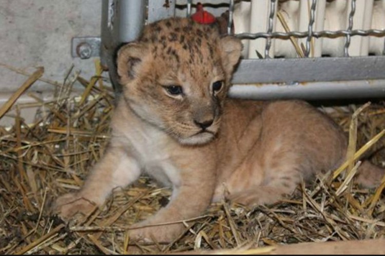 Mladunče lava spaseno od krijumčara u Parizu