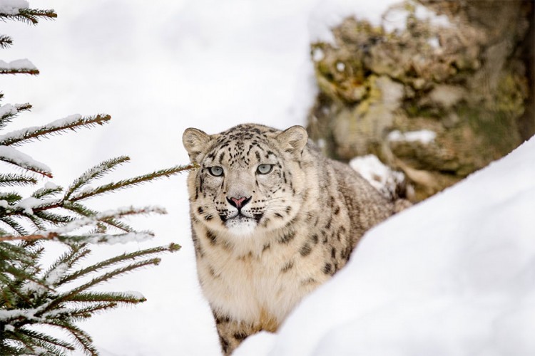 Zoo vrt: Nismo imali izbora sem da ubijemo snježnog leoparda