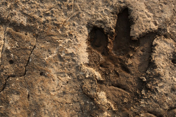 U Kini pronađeni otisci stopala novih vrsta dinosaura