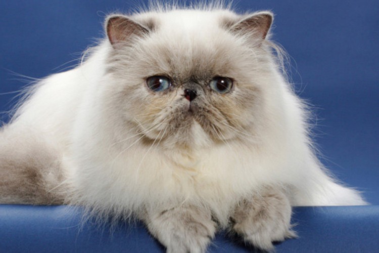 Persijska mačka: Mezimac za odabrane
