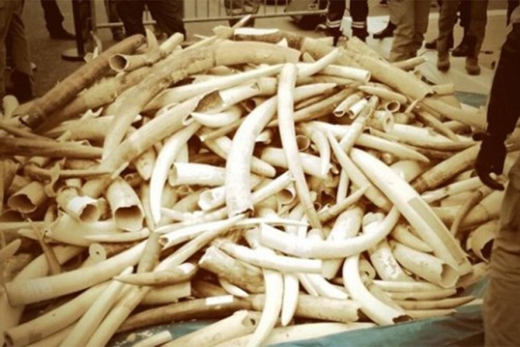 U Kambodži pronađeno preko tri tone slonove kosti