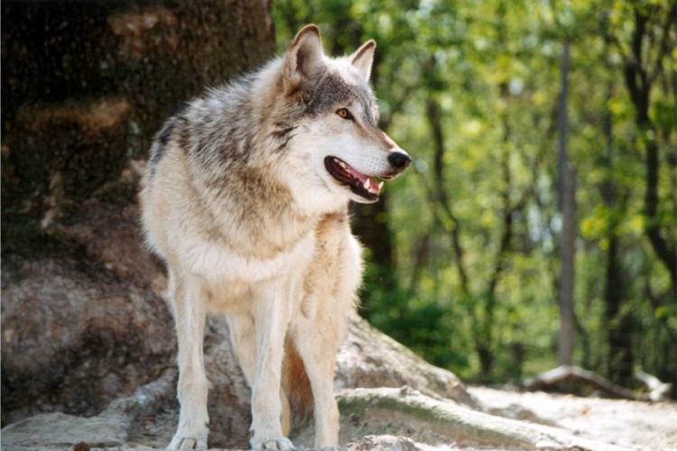 Njemačka smanjuje rastuću populaciju vukova