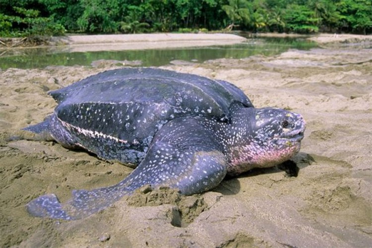 Ubili kornjaču tešku 200 kilograma, pripadala ugroženoj vrsti