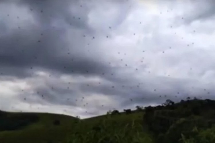 "Kiša" paukova u Brazilu