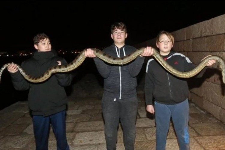 Dječaci iz mora izvukli zmiju dugu dva i po metra