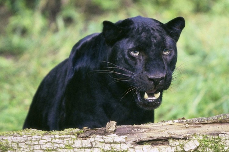 Crni leopard snimljen u Africi nakon 100 godina