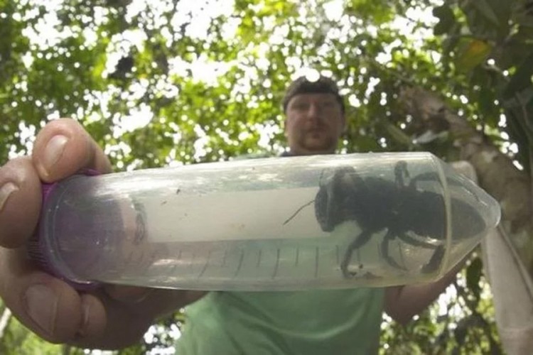 Pronađena najveća pčela na svijetu