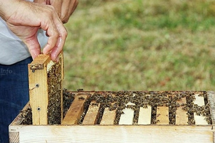 U pčelarstvo uloženo 762.000 evra