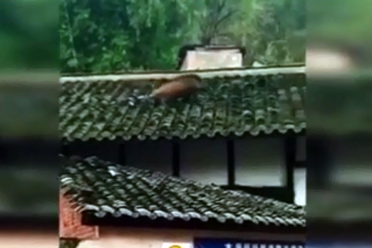 Urnebesna potjera: Divlja svinja bježala po krovu kuće pa pala na ulicu