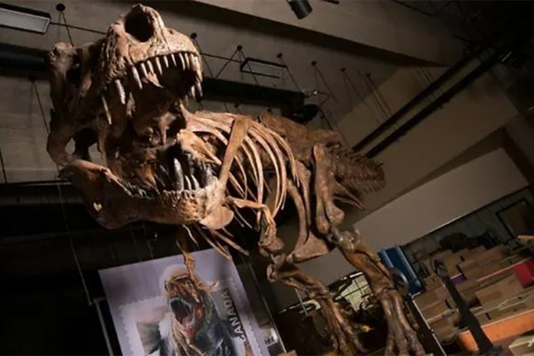 U Kanadi pronađen najstariji i najveći skelet tiranosaura
