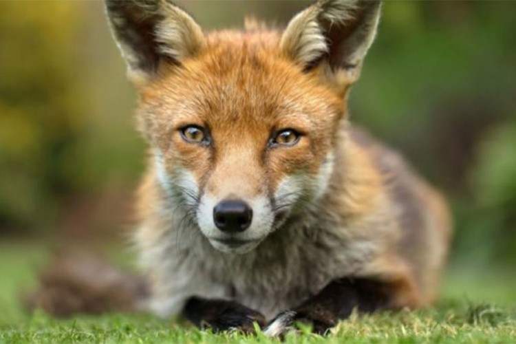 Savjeti za kupovinu fotoaparata namjenjenih fotografisanju divljih životinja