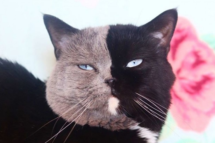 Mačka "sa dva lica" osvojila Instagram