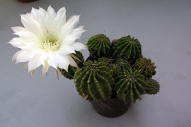 Ukrasno bilje: Sobni kaktusi