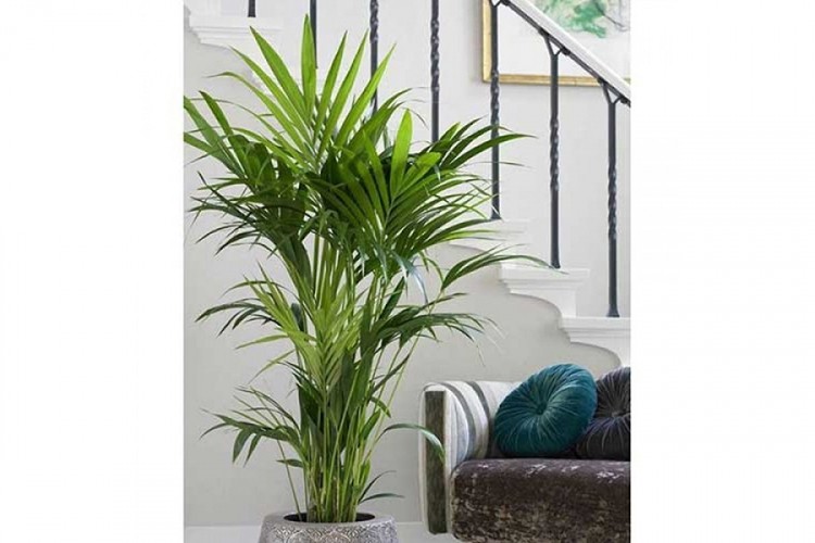 Ukrasno bilje: Sobne palme