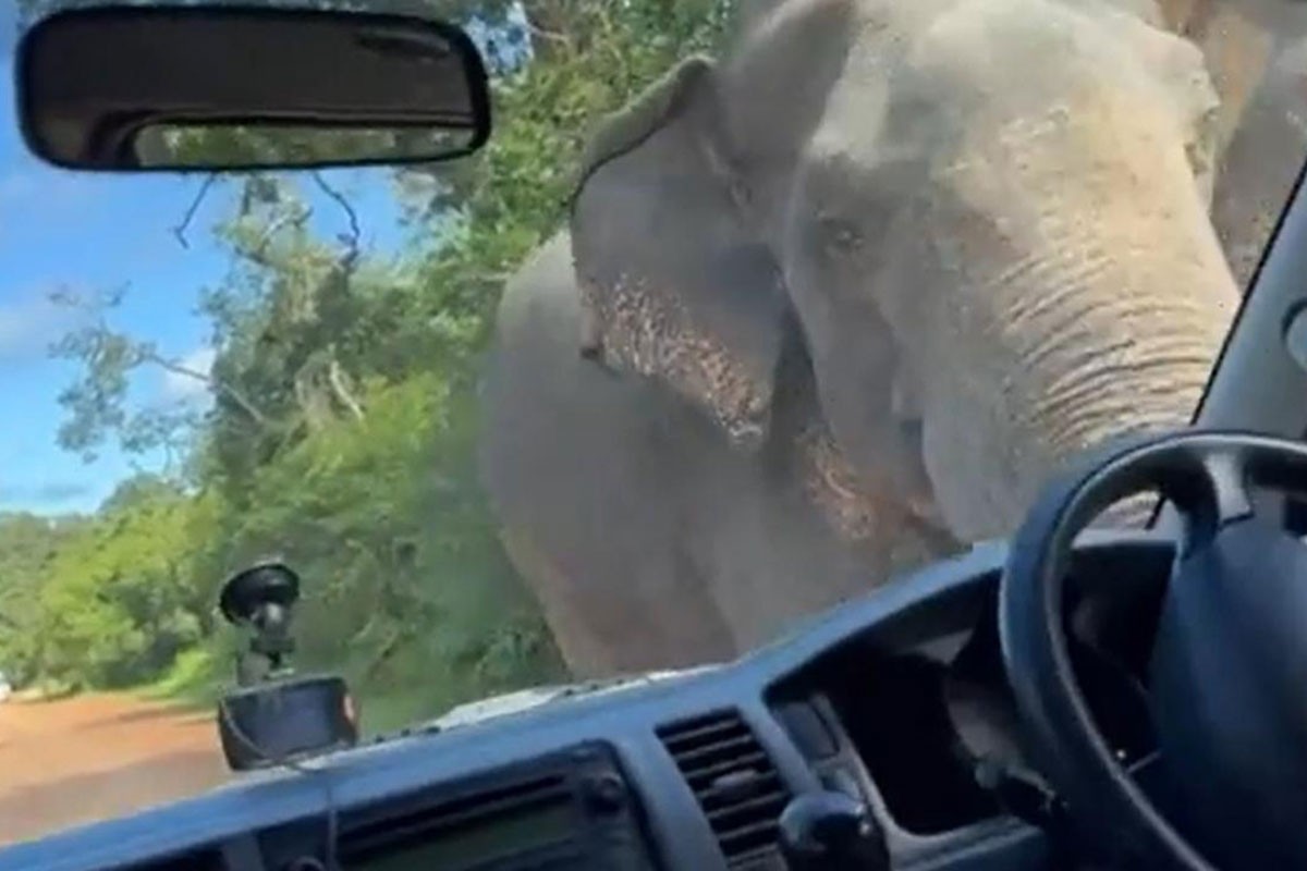 Slon presreo turiste i "oteo" im doručak (VIDEO)