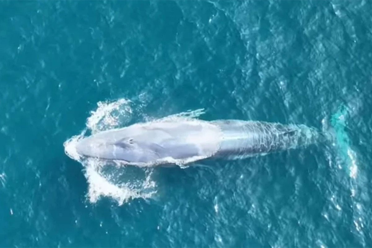 Najrjeđi kit na svijetu snimljen tek drugi put u istoriji čovječanstva (VIDEO)