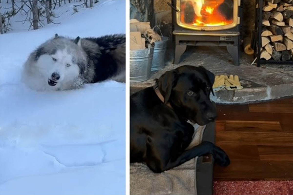 Haski i labrador nasmijali internet različitim reakcijama na snijeg (VIDEO)