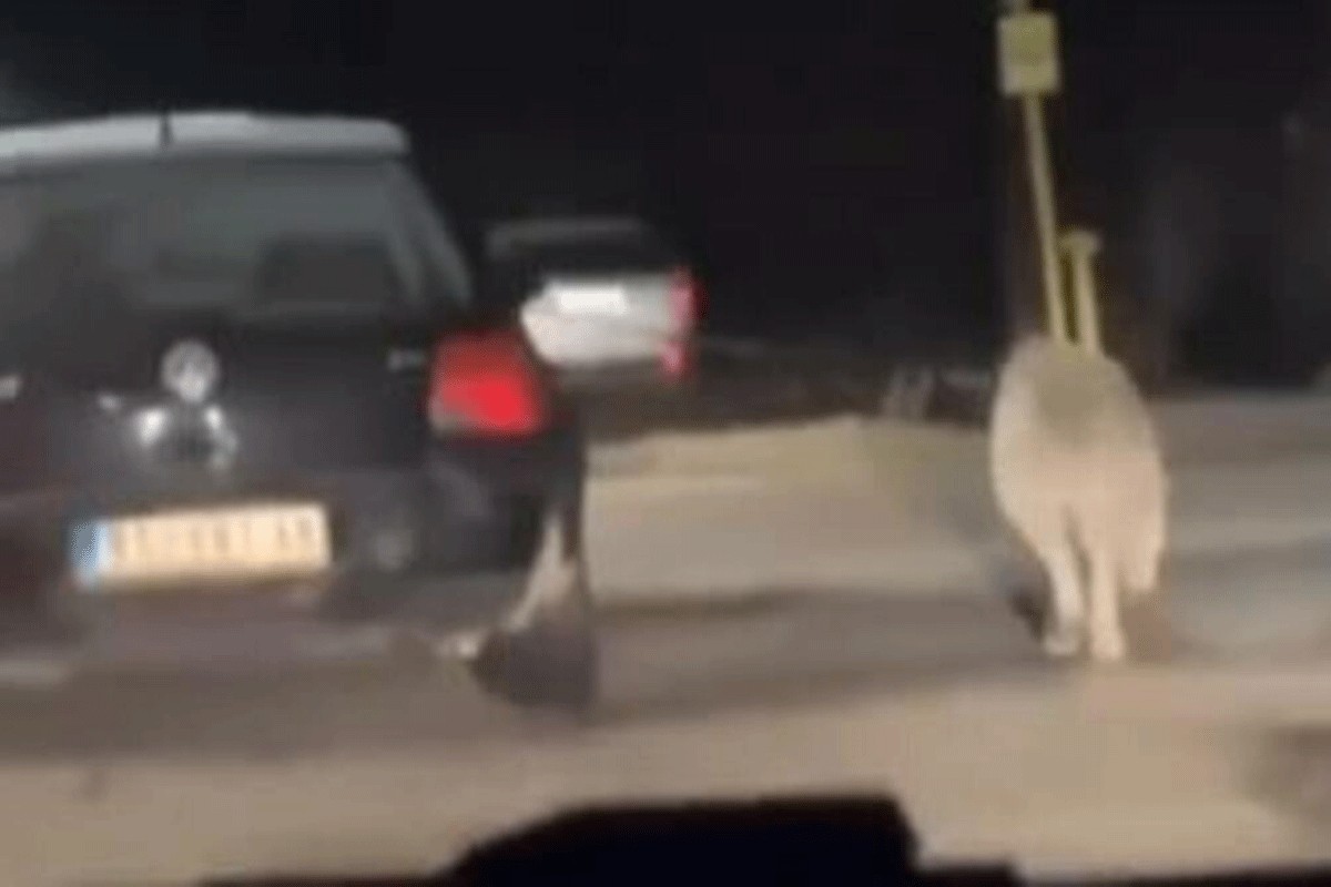 Skandalozan snimak: Psa vodi na povocu dok vozi auto (VIDEO)