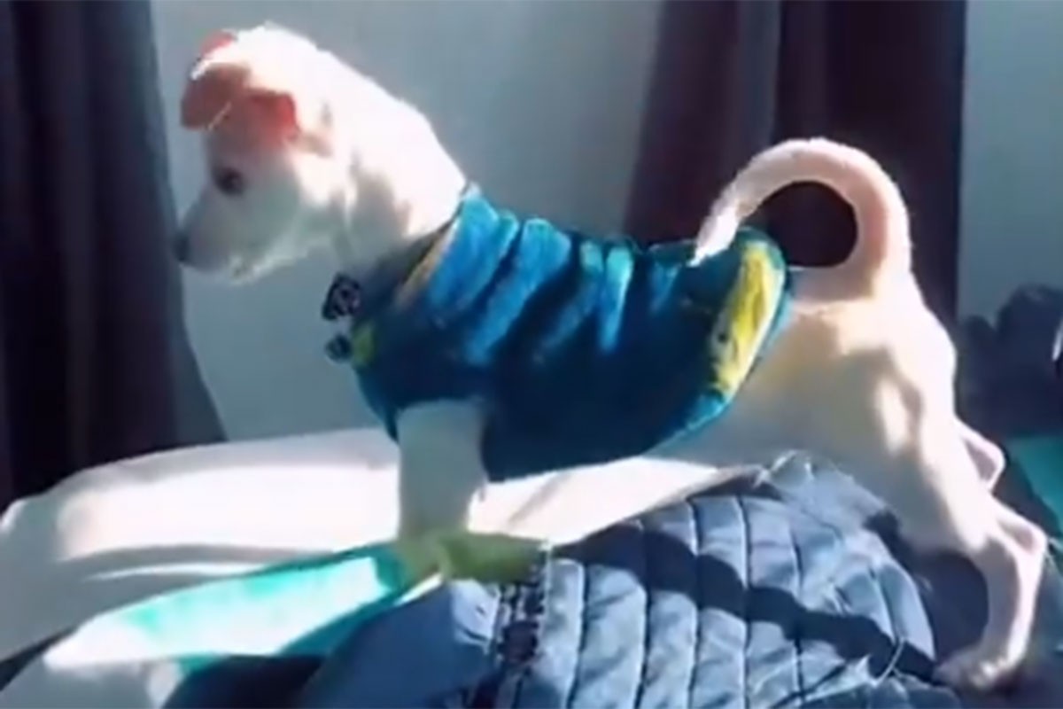 Pas koji se igra sa svojom sjenkom je nešto najslađe što ćete vidjeti danas (VIDEO)