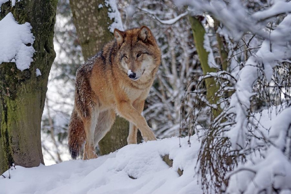 "Pejntbol" puškama rastjeruju vukove u nacionalnom parku