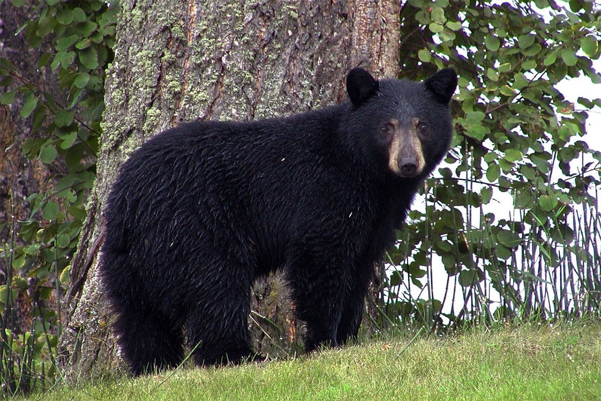 Medvjed trči šumom i ne mari za lovce (VIDEO)