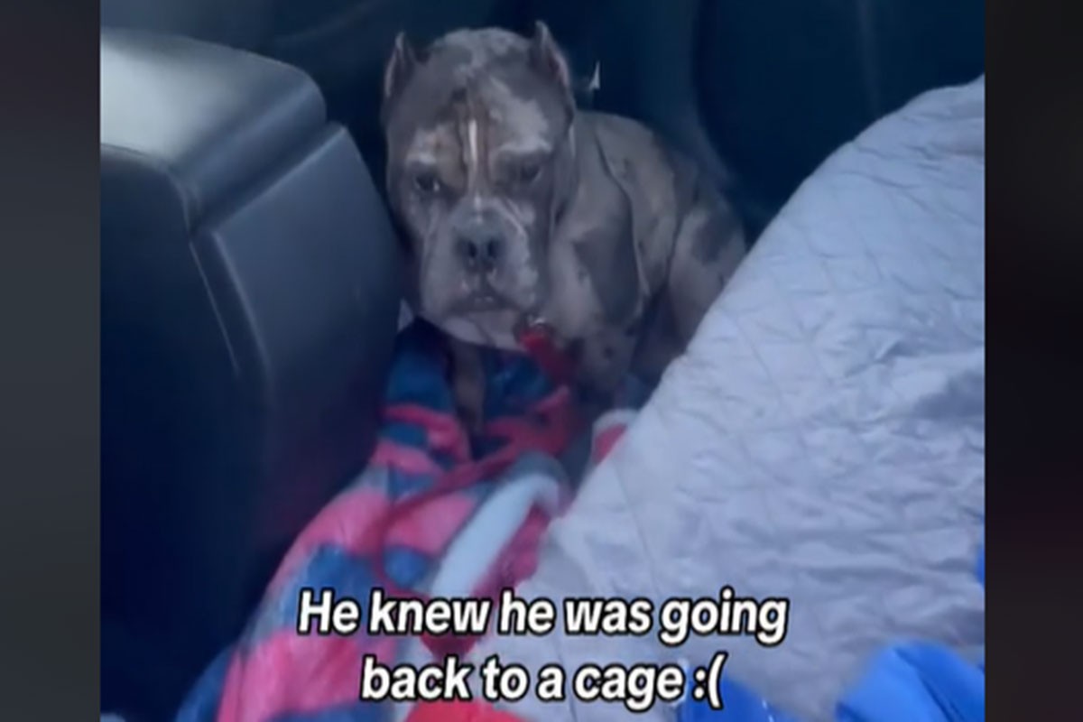 Napušteni pas odbija da izađe iz auta (VIDEO)