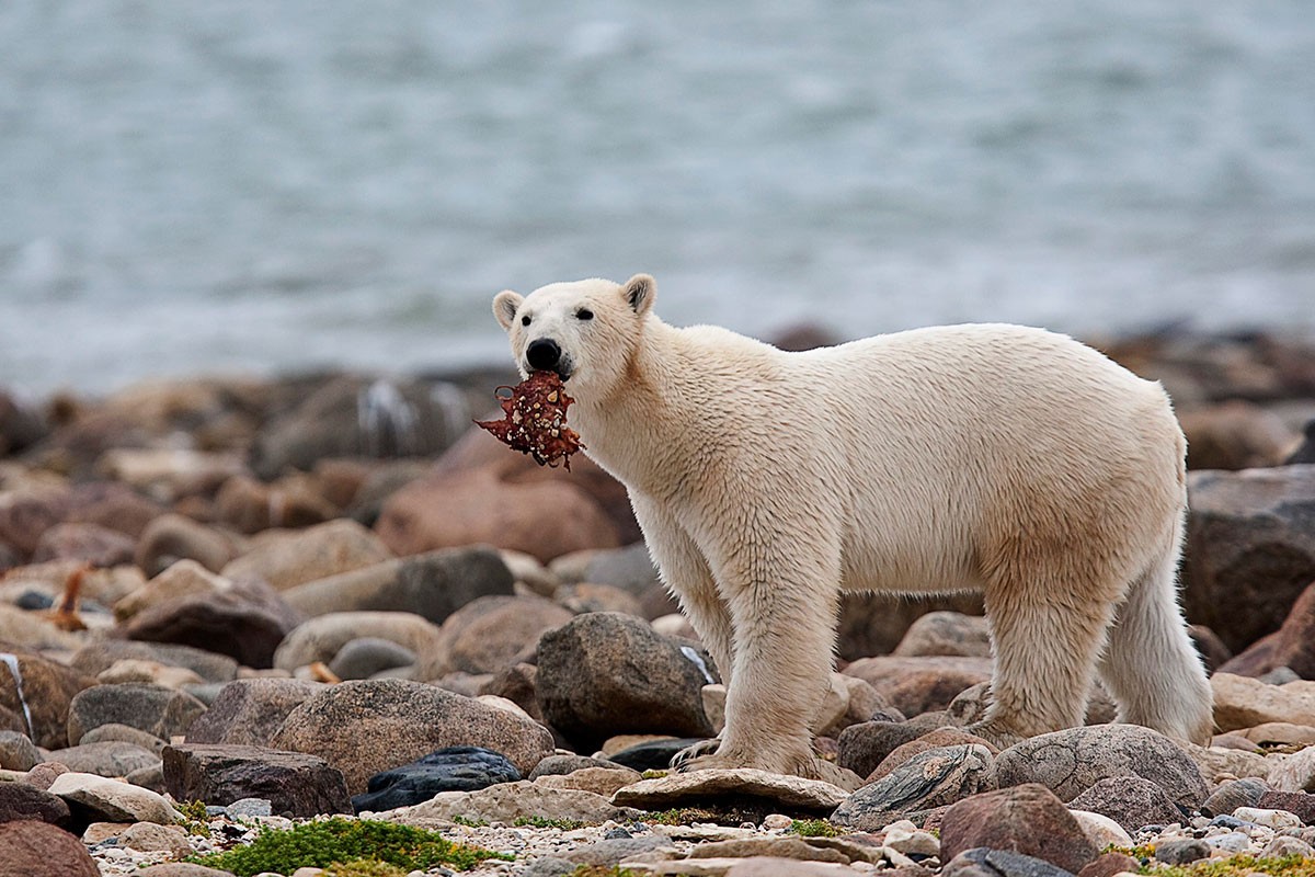 Polarnim medvjedima prijeti glad