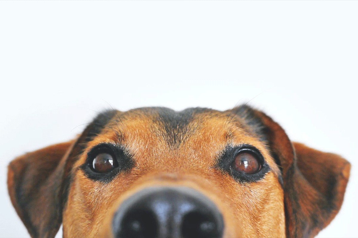 Zašto psi naginju glavu kada im nešto govorite