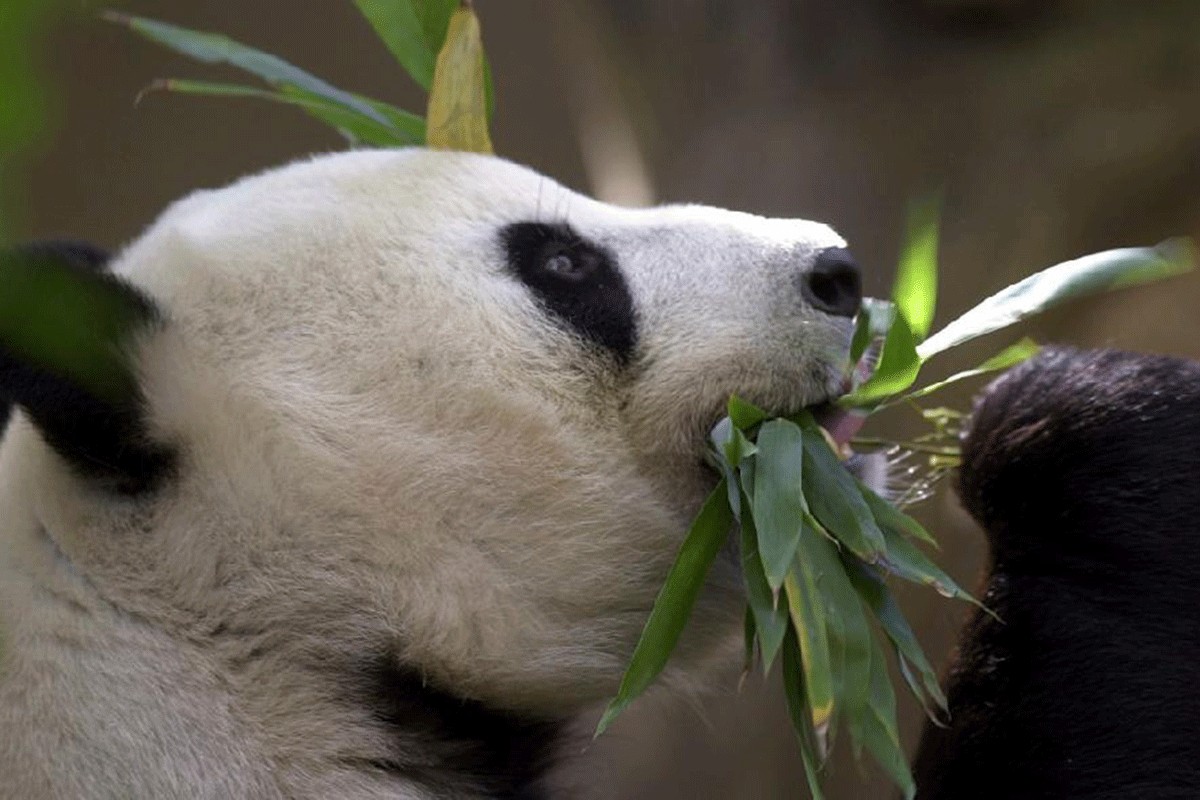 Kina planira da pošalje novi par pandi u San Dijego