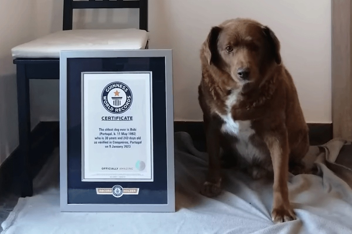 Bobiju oduzeta titula najstarijeg psa na svijetu