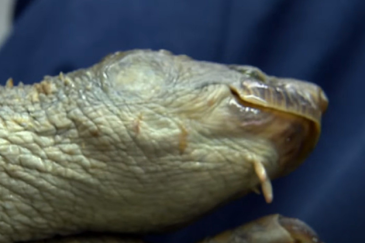 Neobično stvorenje iz Australije oduševilo svijet (VIDEO)