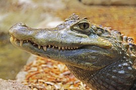Žena prebila krokodila motkom i spasila supruga