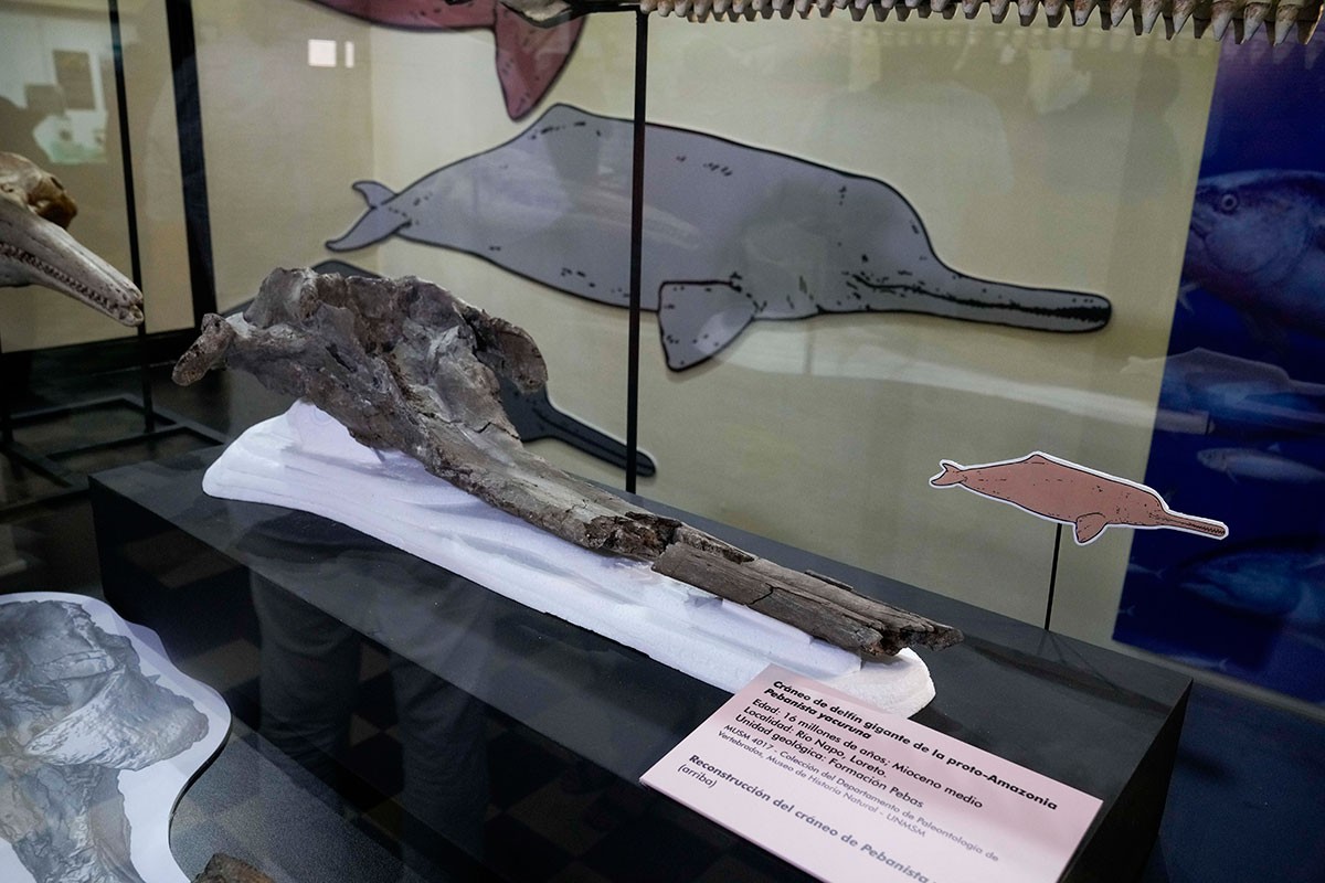 Pronađen fosil riječnog delfina starog 16 miliona godina