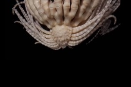 Otkriveno morsko čudovište s 20 ruku (VIDEO)