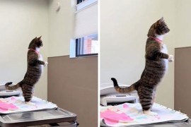Mačka koja stoji poput čovjeka nasmijala milione (VIDEO)