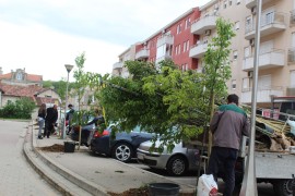 U Trebinju niče novi drvored košćela po uzoru na Mostar i Istru
