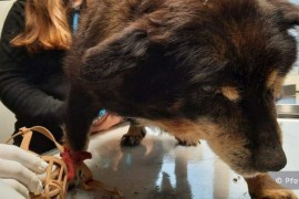 Državljanin BiH osuđen zbog okrutnosti prema psu