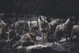 Sve češći napadi vukova u drvarskim selima