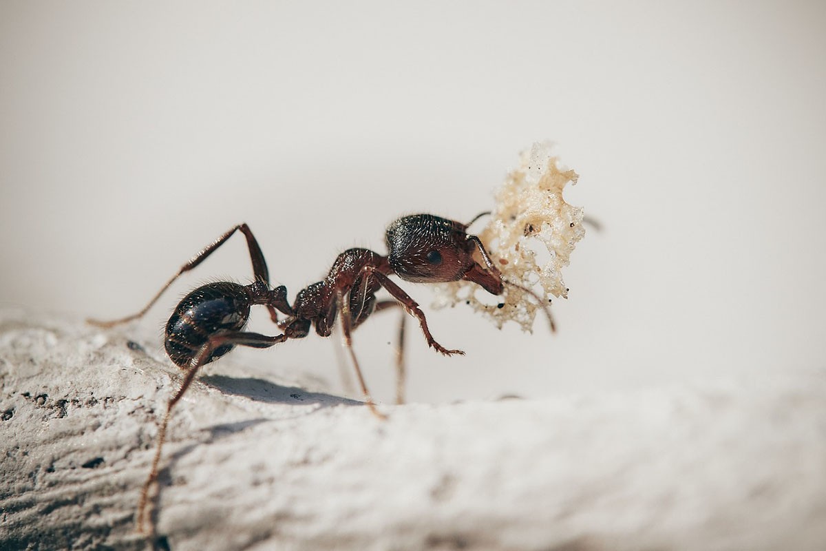 Kako se najlakše riješiti mrava