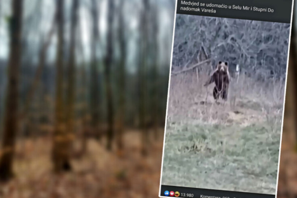 Čovjek iz sela u BiH sprijateljio se s medvjedom: Ajde ruča moj medo (VIDEO)