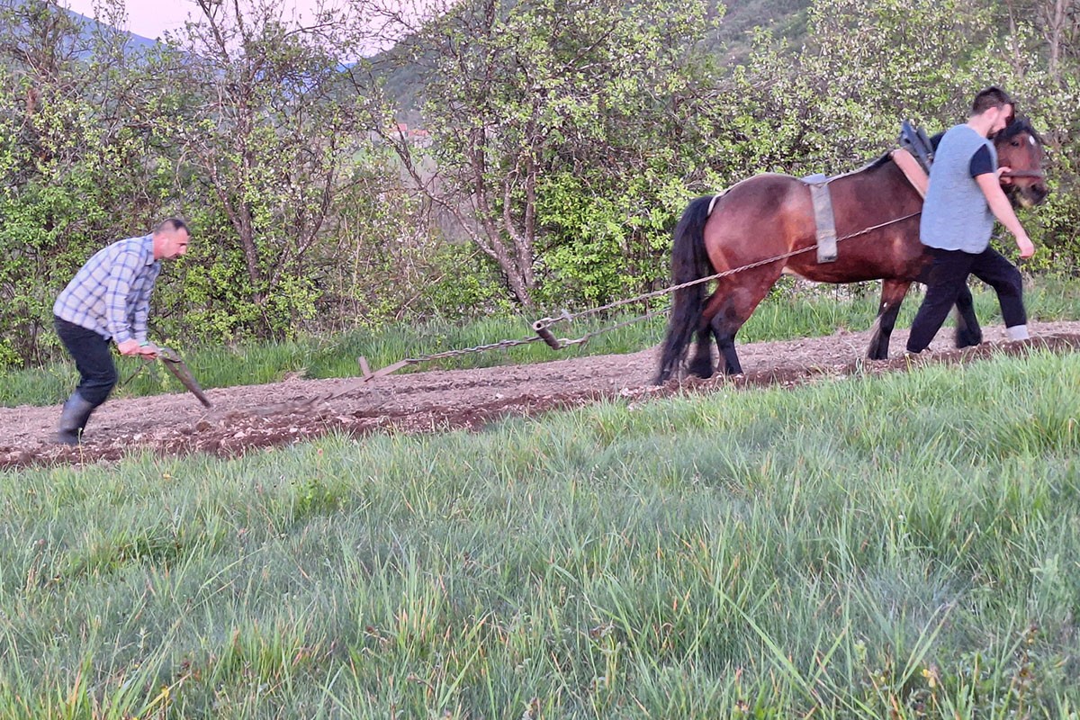 Mladi Milan Tadić uz pomoć konja i pluga priprema sjetvu