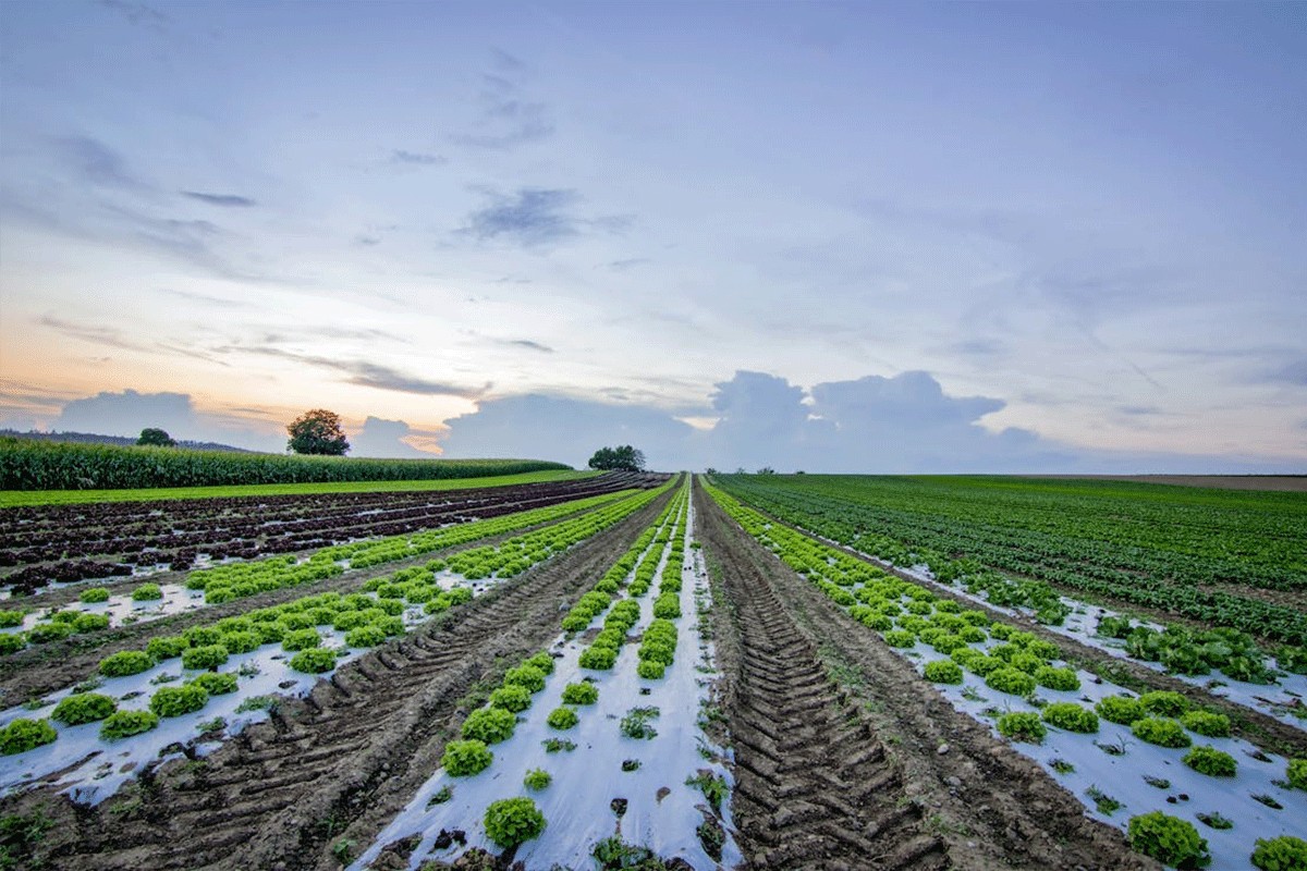Mađarska: Brisel nanosi štetu poljoprivredi EU