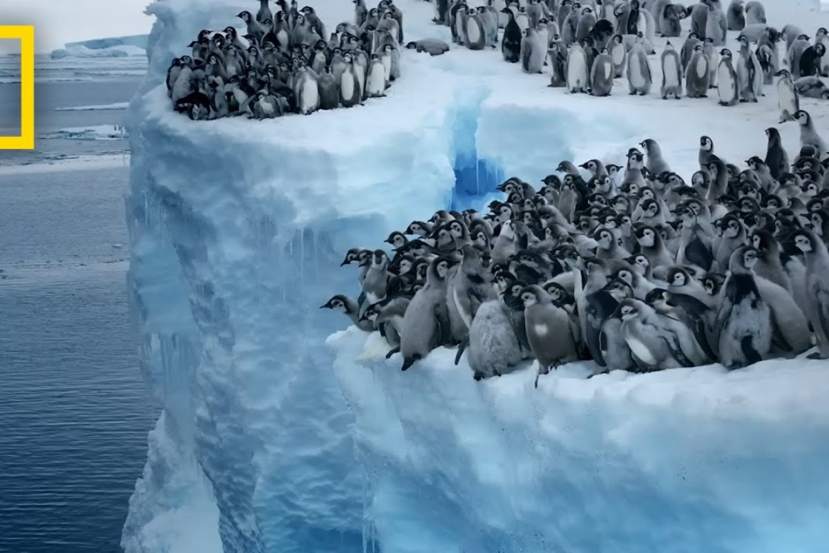 Prvi put snimljeno: 700 mladih pingvina skočilo u vode Antarktika  (VIDEO)