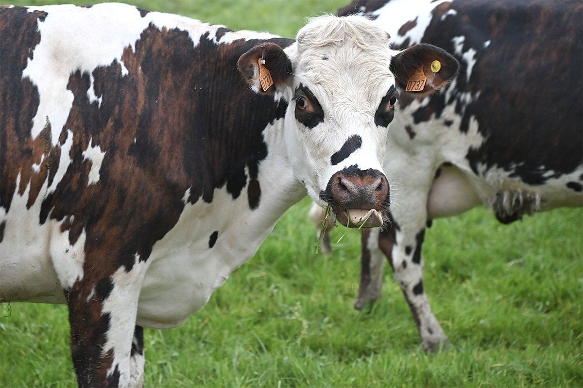 Većina mljekara u Britaniji krši pravila o zagađenju