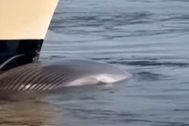 Kruzer uplovio u luku sa mrtvim kitom na pramcu (VIDEO)