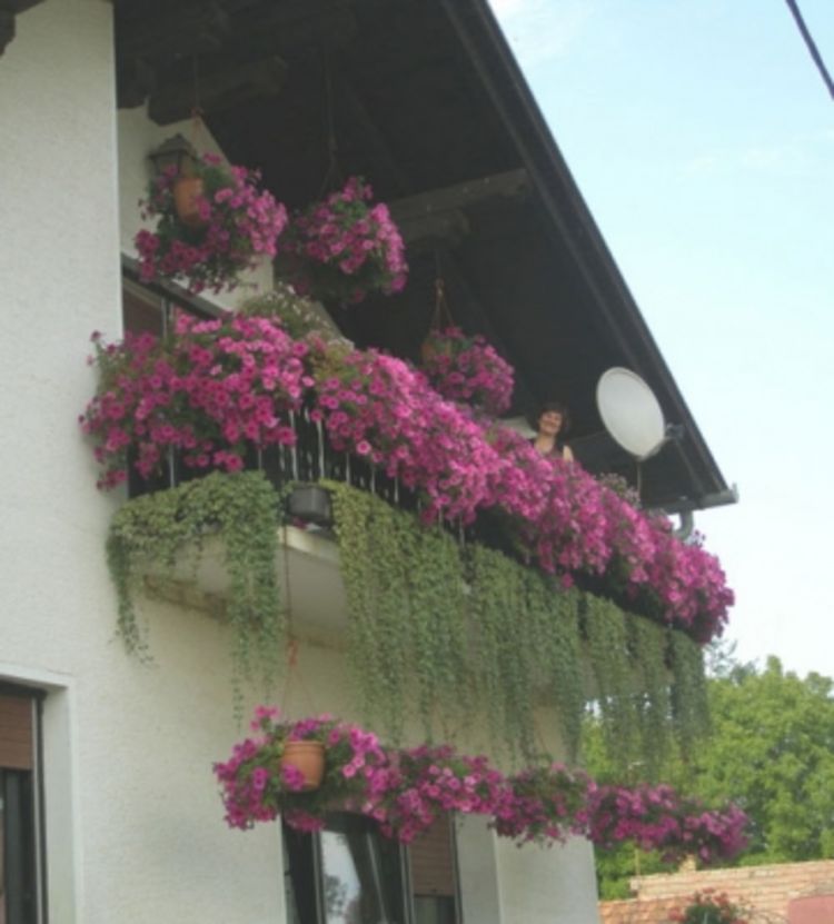 UREĐENJE VRTA: Kombinovanje balkonskog cvijeća