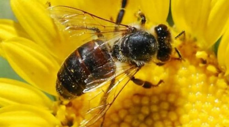 Naučnici tvrde: Mobilni telefoni ubijaju pčele, a bez pčela nema ni ljudi