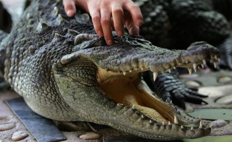 Brazil: Poplava donijela aligatora u dnevnu sobu